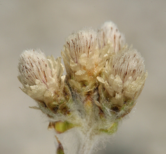 Antennaria rosea confinis