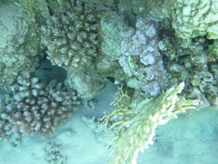 Pycnochromis dimidiatus
