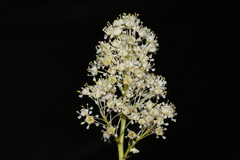 Ceanothus velutinus velutinus