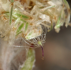 Antennaria rosea confinis