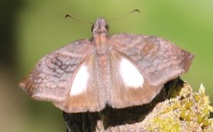 Theagenes albiplaga