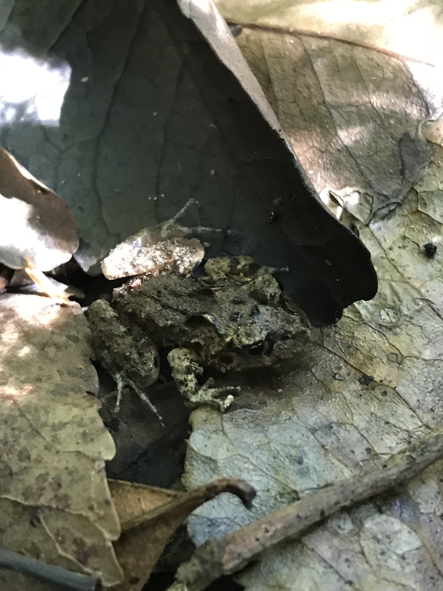 Eupsophus emiliopugini Formas, 1989