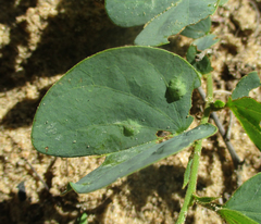Bauhinia petersiana