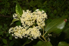 Ceanothus velutinus velutinus