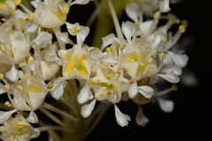 Ceanothus velutinus velutinus