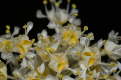 Ceanothus velutinus velutinus