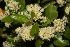Ceanothus velutinus velutinus