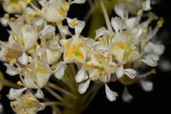 Ceanothus velutinus velutinus