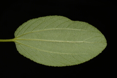 Ceanothus velutinus velutinus