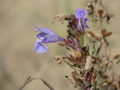 Dracocephalum olchonense