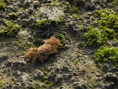Polydectus cupulifer