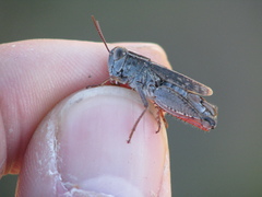 Calliptamus abbreviatus