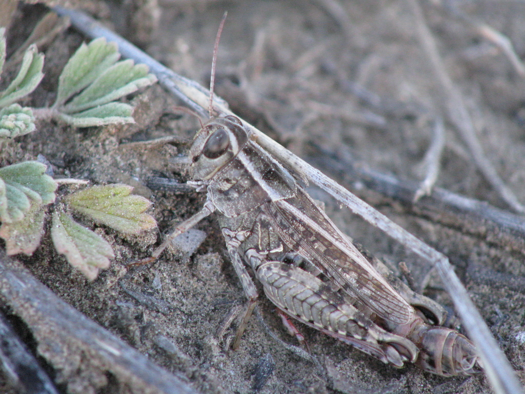 Calliptaminae