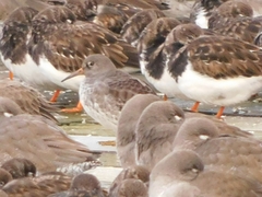 Calidris maritima