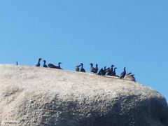 Phalacrocorax neglectus