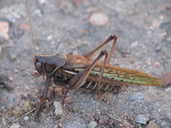 Gampsocleis sedakovii