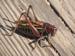 Gampsocleis sedakovii