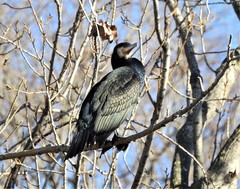 Phalacrocorax carbo