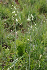 Ornithogalum princeps