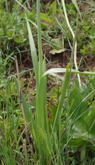 Ornithogalum princeps