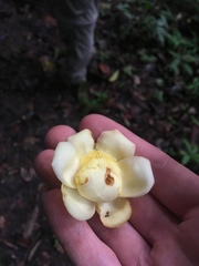 Bertholletia excelsa