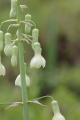 Ornithogalum princeps