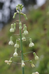 Ornithogalum princeps