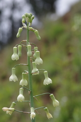 Ornithogalum princeps