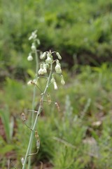 Ornithogalum princeps