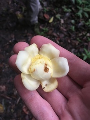 Bertholletia excelsa