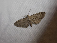 Eupithecia ultimaria