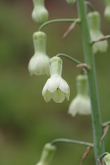 Ornithogalum princeps