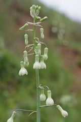 Ornithogalum princeps