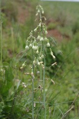 Ornithogalum princeps