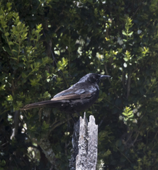 Curaeus curaeus curaeus