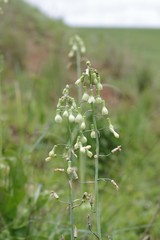 Ornithogalum princeps