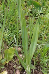 Ornithogalum princeps