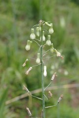 Ornithogalum princeps