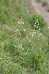 Ornithogalum princeps
