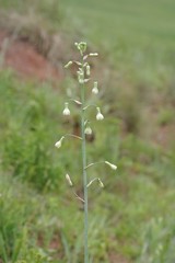 Ornithogalum princeps
