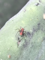 Hesperolabops mexica