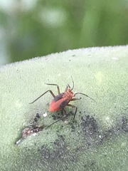 Hesperolabops mexica