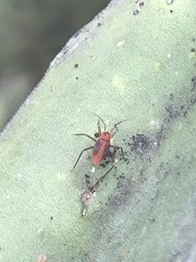 Hesperolabops mexica