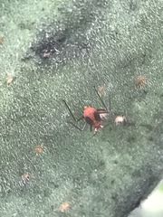 Hesperolabops mexica