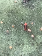 Hesperolabops mexica