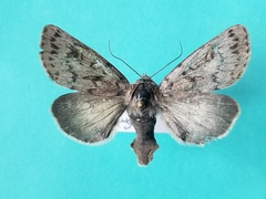 Xestia intermedia