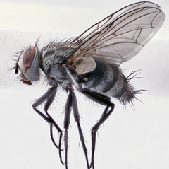 Billaea triangulifera