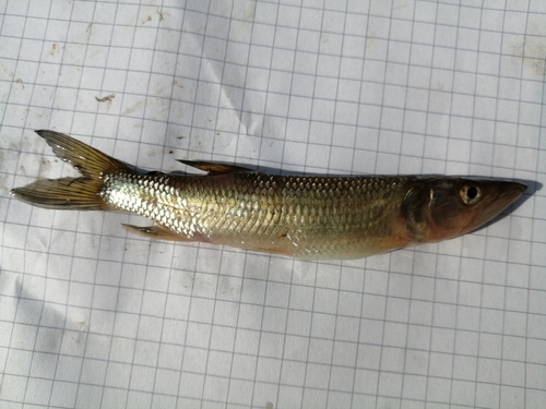 African pike (Hepsetus odoe) — Hepsetidae — 4
