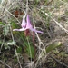 Henderson's Fawn Lily - Photo (c) J Brew, some rights reserved (CC BY-SA), uploaded by J Brew