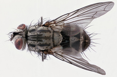 Billaea triangulifera